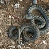 Uzovka hladka - Coronella austriaca - Smooth Snake 6166